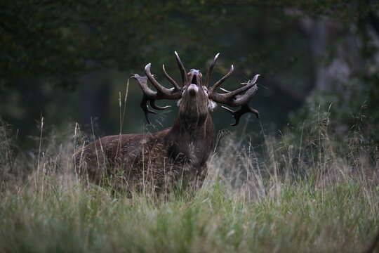 Red Deer (Cervus elaphus), stag, Copenhagen, Denmark