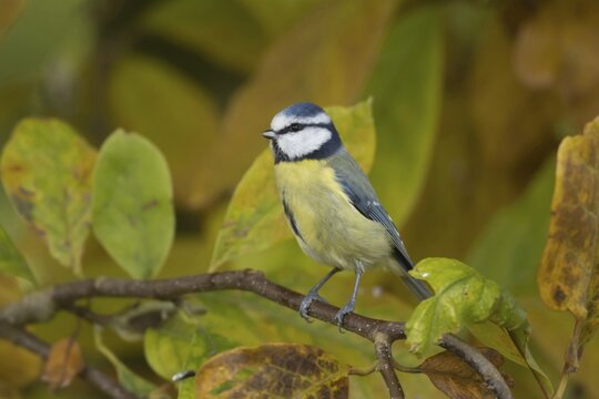 Blue tit (Cyanistes caeruleus) adult bird on a garden Magnolia tree with autumn colour leaves, Suffolk, England, United Kingdom