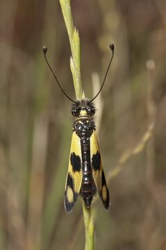 Diurnal Owlfly (Libelloides macaronius), closed wing position, Palaiokastro, Macedonia, Greece
