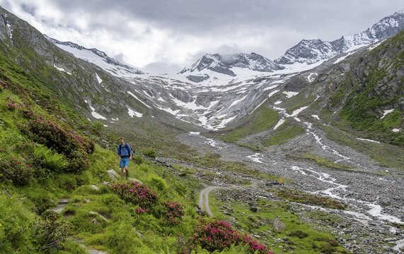 Mountaineers on a hiking trail between blooming alpine roses, view of the Schlegeisgrund valley, glaciated mountain peaks Hoher Weiszint and Dosso Largo with Schlegeiskees glacier, Berliner H&ouml;henweg, Zillertal, Tyrol, Austria