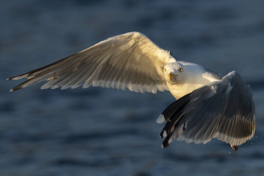 European herring gull (Larus argentatus), flying, Lauvsnes, North Trondelag, Norway