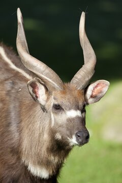 Sitatunga or marshbuck (Tragelaphus spekii), male, portrait