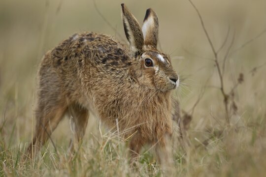 European brown hare (Lepus europaeus) adult animal stretching in grassland in spring, England, United Kingdom