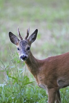Roe deer (Capreolus capreolus) buck portrait, Allg&auml;u, Bavaria, Germany