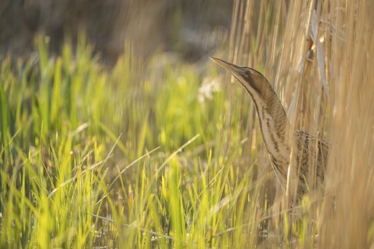 Great or Eurasian bittern (Botaurus stellaris) adult bird emerging from a reedbed in spring, RSPB Minsmere nature reserve, Suffolk, England, United Kingdom
