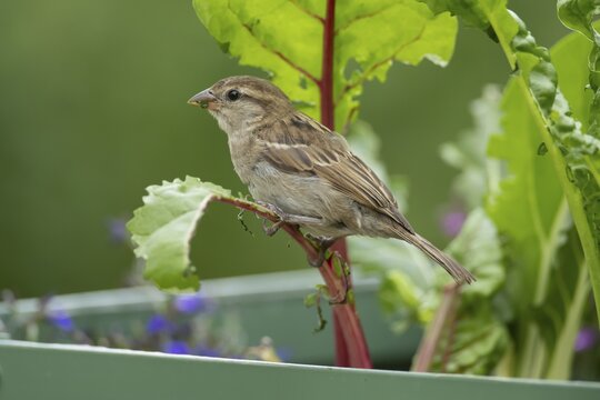 House sparrow (Passer domesticus) adult garden bird eating Swiss chard plant leaves in a vegetable raised bed in summer, England, United Kingdom