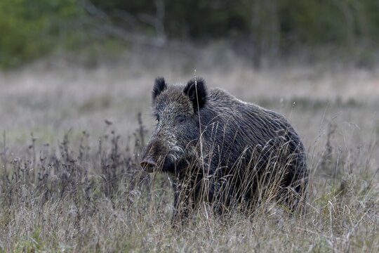 Wild boar (Sus scrofa) crossing a clearing in the forest, mating season, November, Denmark