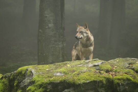 Wolf (Canis lupus) standing on a moss-covered rock and looking attentively, fog in the forest, captive, Bavarian Forest National Park, Bavaria, Germany