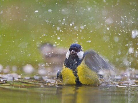 Great tit (Parus major), adult bird bathing in shallow water, Solms, Hesse, Germany