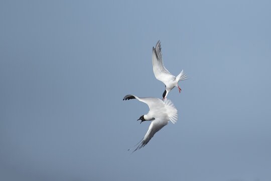 Common tern (Sterna hirundo) adult bird flying attacking a Black-headed gull (Chroicocephalus ridibundus) in the summer, England, United Kingdom