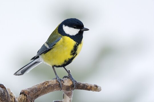 Great Tit (Parus major), Tyrol, Austria
