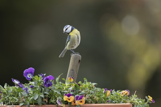 Blue tit (Cyanistes caeruleus) adult garden bird on a trowl handle in plant pot with pansy and viola flowers in spring, Suffolk, England, United Kingdom