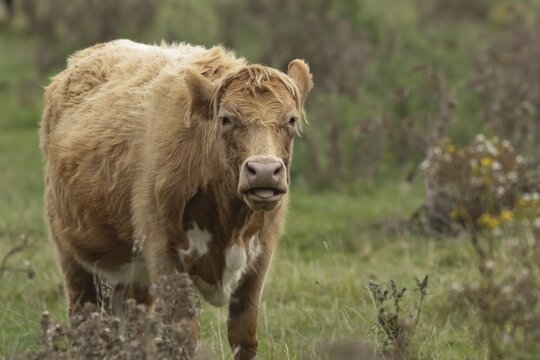 Domesticated cow or cattle (Bos taurus) adult farm animal in a grass field, Suffolk, England, United Kingdom