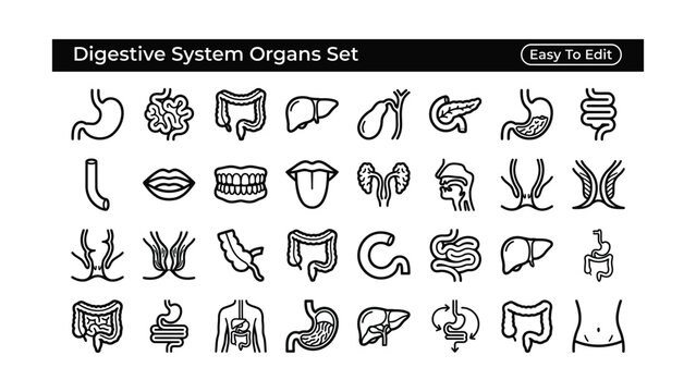 Digestive system organs set easy to edit line icons  human body anatomy illustrations  medical education graphics  health infographics  organ diagrams