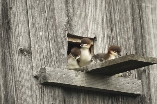 Common merganser (Mergus merganser) one day old young birds leaving the breeding place in a field barn, a few seconds in front of jumping into the depth, Allg&auml;u, Bavaria, Germany