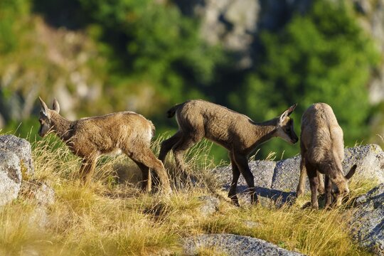 Three young chamois standing in a row on a grassy meadow between rocks, chamois, chamois, (Rupicapra rupicaprae), fawn, wildlife, Vosges, France