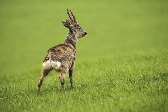 European roe deer (Capreolus capreolus) Buck with shaggy winter coat and long, almost swept horns peeing on the meadow, urine stream visible, Allg&auml;u, Bavaria, Germany