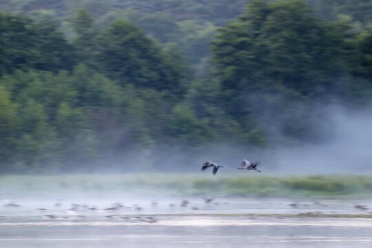 Cranes (Grus grus) in flight over a lake, morning fog, motion blur, long time exposure, pull-along, wiping effect, Lower Saxony, Germany