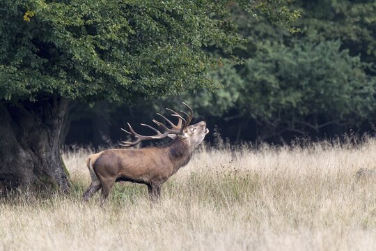 Red Deer (Cervus elaphus) stag bugling in rut, Copenhagen, Denmark