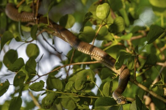 A grass snake (Natrix natrix) slithers through the branches of a tree growing on the bank of a pond, this behaviour has rarely been documented photographically, rare, rarity, Germany