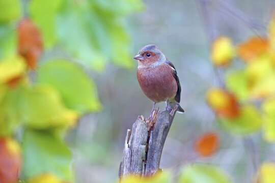Common chaffinch (Fringilla coelebs) male sitting on root, Solms, Hesse, Germany