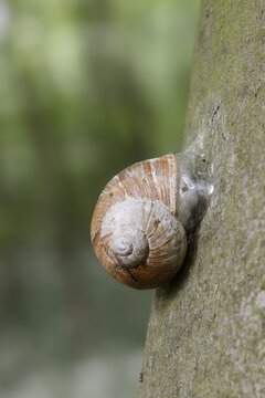 Burgundy snail (Helix pomatia) with sealed snail shell on a tree trunk, North Rhine-Westphalia, Germany