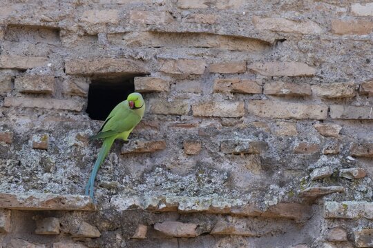 Ring-necked parakeet (Psittacula krameri) adult bird next to a hole in an ancient wall in the city, Rome, Italy