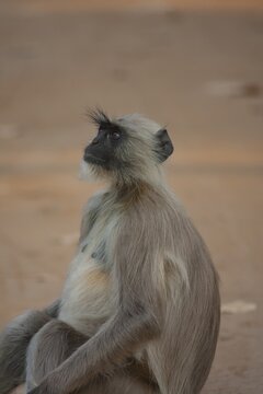 Gray langur (Semnopithecus entellus) monkey adult animal portrait, Bandhavgarh, Madhya Pradesh, India