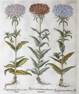 Silene chalcedonica (Lychnis Chalcedonica), hand-coloured copperplate engraving by Basilius Besler, from Hortus Eystettensis, 1613