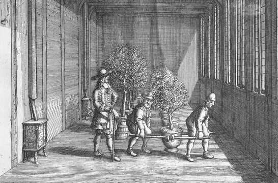 Growing, cultivating and overwintering citrus fruits, detail, copperplate engraving from Nederlantze Hesperides by Jan Commelin, Dutch botanist, Amsterdam 1676