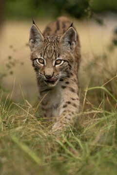Lynx (Lynx lynx), young animal running, Rhineland-Palatinate, Germany