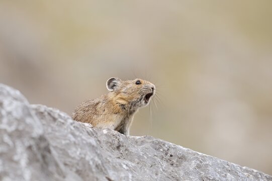 American pika (Ochotona princeps) sits calling on a rock, Jasper National Park, Alberta, Canada