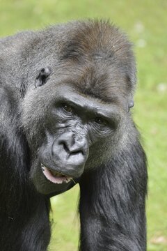 Western lowland gorilla (Gorilla gorilla gorilla), male, silverback, captive, occurring in Africa