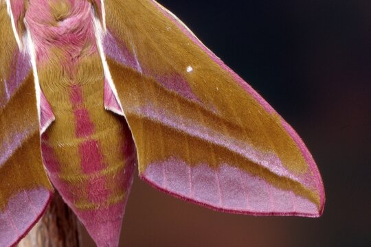 Closeup of an Elephant Hawk-moth (Deilephila elpenor), North Tirol, Austria