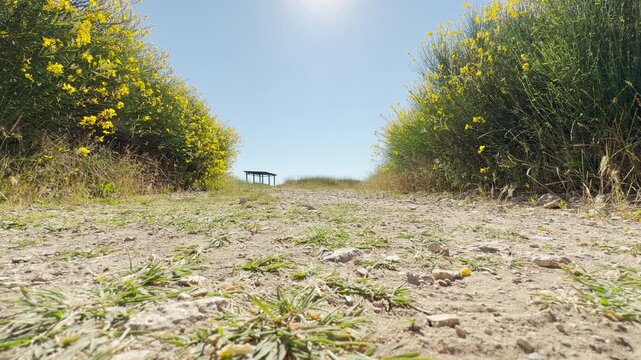 Vibrant Common Broom bushes bloom along a rustic dirt path in Crimea. This sunny, open landscape fills the spirit with calm, peaceful joy and summer warmth.