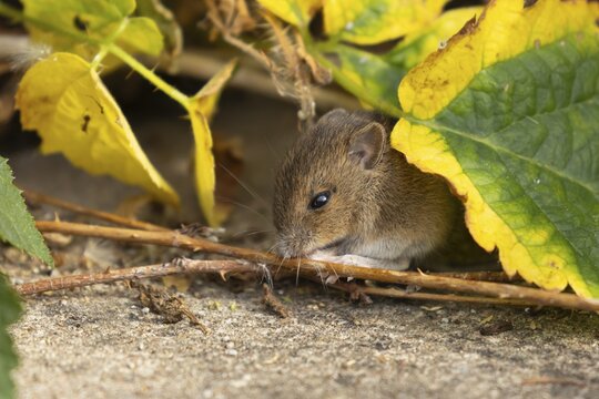 Brown rat (Rattus norvegicus) juvenile baby rodent animal feeding by an urban building, England, United Kingdom