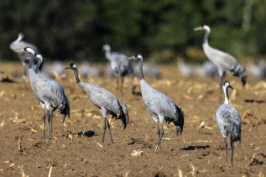 Group of cranes standing in a brown field, crane (Grus grus) wildlife, Western Pomerania Lagoon Area National Park, Zingst, Mecklenburg-Western Pomerania, Germany
