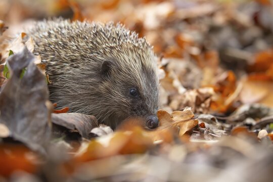 European hedgehog (Erinaceus europaeus) adult animal on a pile of autumnal leaves in the autumn, England, United Kingdom