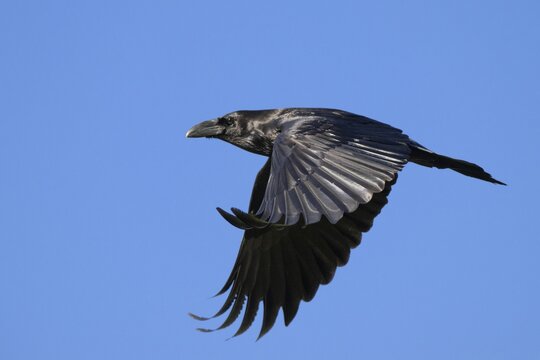 Raven (Corvus corax), in flight against a blue sky, M&uuml;nster, Tyrol, Austria