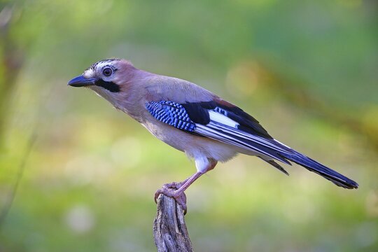 Eurasian jay (Garrulus glandarius), sitting on a root, Solms, Hesse