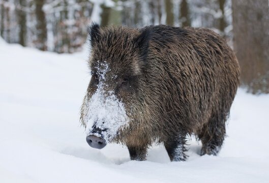 Wild Boar (Sus scrofa), sow standing in the snow, captive, Bavaria, Germany