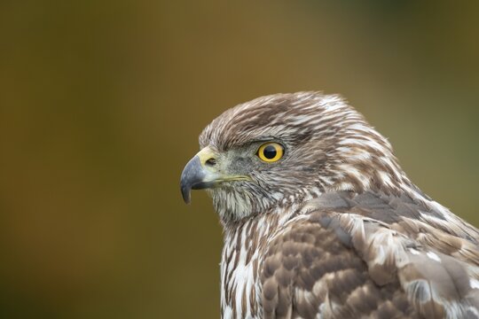 Goshawk (Accipiter gentilis), adult, animal portrait, Scotland, United Kingdom