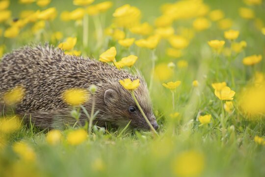 European hedgehog (Erinaceus europaeus) adult animal amongst yellow buttercup flowers in a meadow in spring, England, United Kingdom