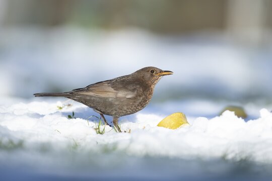 Eurasian blackbird (Turdus merula) adult male garden bird feeding on fruit on a snow covered lawn in winter, England, United Kingdom
