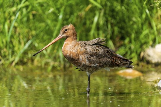 Standing snipe bird in a body of water surrounded by green vegetation, black-tailed godwit (Limosa limosa), France
