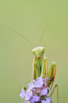 European mantis (Mantis religiosa), male, Haut-Rhin, Alsace, France