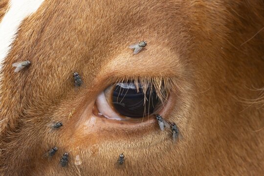 Domestic cattle or cow (Bos taurus) adult farm animal close up of its eye with flies around it, England, United Kingdom