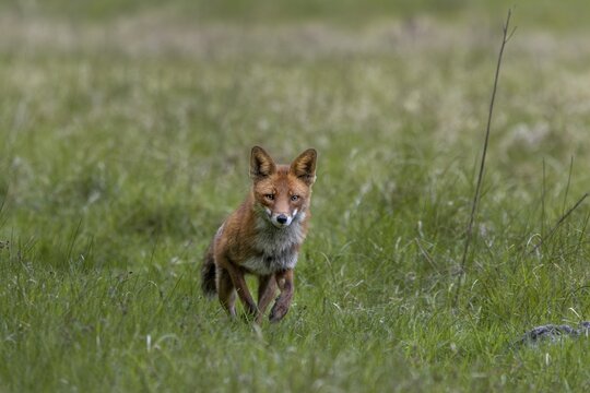 The red fox (Vulpes vulpes) reacts immediately when the squeaking of a mouse is imitated, hunting, luring, June, Denmark