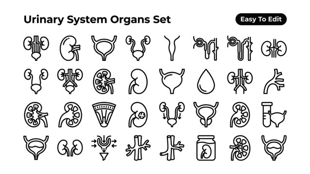 Urinary system organs human body anatomy kidneys bladder ureters urethra medical icons  set of line illustrations for health and biology education