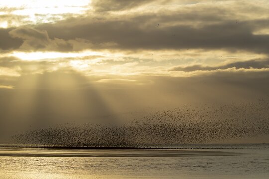 Red knot (Calidris canutus) adult wading birds flying in a large flock at high tide at sunset, RSPB Snettisham nature reserve, Norfolk, England, United Kingdom